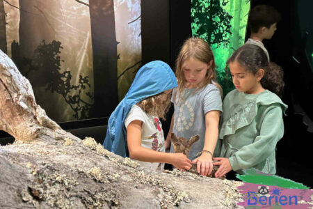 Im Nationalparkmuseum bei der Ferienbetreuung in Rastatt, Karlsruhe, Stuttgart, Heidelberg und Mannheim fürfen Kinder auch die Ausstellungstiere beispielsweise ein Reh anfassen und schauen wie es sich anfühlt