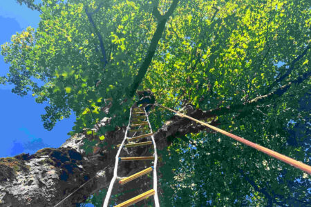 kind-klettert-mit-strickleiter-hoch-oben-in-der-baumkrone.